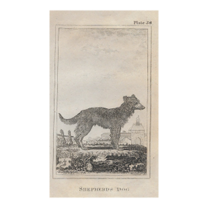 Antique Shepherd's Dog 18th Century Engraving