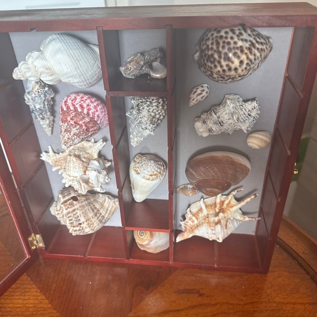 2010s Wooden Seashell Shadow Box – Hinged Glass Display Case With Coastal Shell Collection For Sale - Image 5 of 11