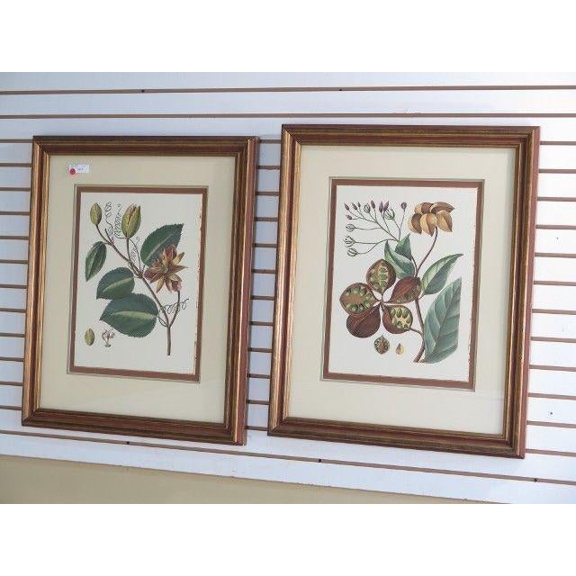 John Richard Framed & Matted Botanical Prints a Pair Chairish