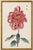 Pink Mum by Hasegawa, Vintage Japanese Botanical Art Print, 8" X 12" For Sale In Buffalo - Image 6 of 7