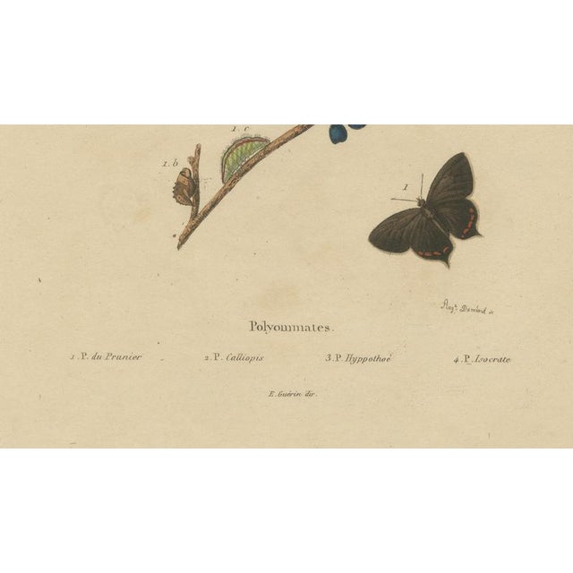 Paper Aug. Duméril, Polyommatus Butterflies and Caterpillars, 1830, Engraving For Sale - Image 7 of 8