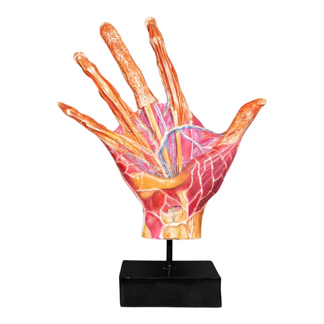 Early 20th C. French Medical Hand Model c.1920 For Sale