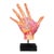 Early 20th C. French Medical Hand Model c.1920 For Sale