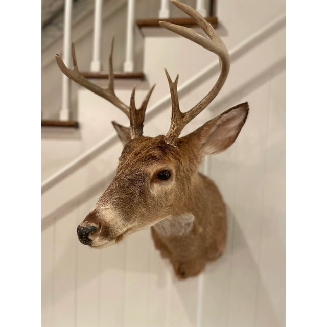 American Vintage Taxidermy Deer Head Mount For Sale - Image 3 of 10