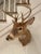 American Vintage Taxidermy Deer Head Mount For Sale - Image 3 of 10