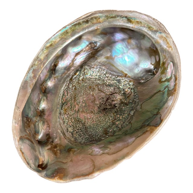 1980s Giant Abalone Shell For Sale