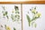 Swedish Modern Sideboard with Illustrations Nordens Flora by C.A.M Lindman, 1930s For Sale - Image 10 of 11