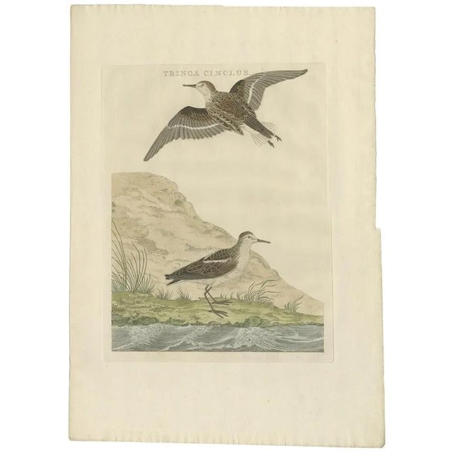 Sepp and Nozeman, Dutch Ornithology, 1797, Paper For Sale - Image 6 of 6