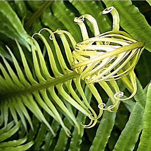 Artist Reed Hearne, Resistance is Futile, Limited Edition of 20, Archival Photographic Pigment Print on Fine Art, Matte...