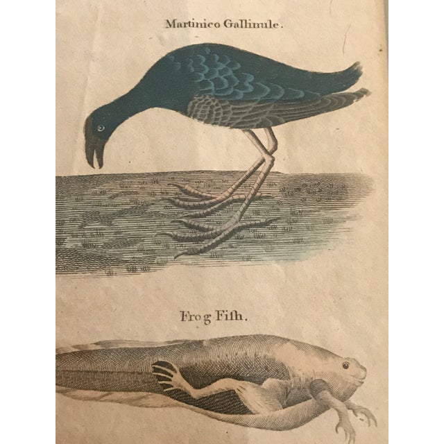 Pair 19th C Hand Colored Engravings of Extinct Species For Sale - Image 14 of 15