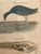Pair 19th C Hand Colored Engravings of Extinct Species For Sale - Image 14 of 15