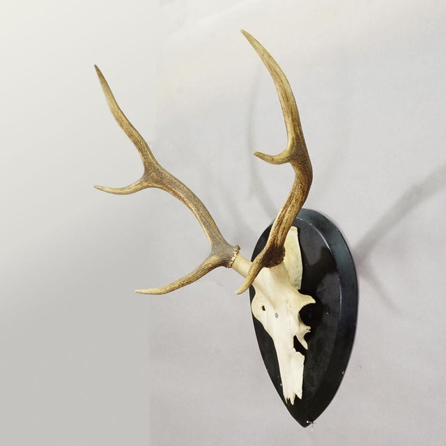 Large Black Forest Antique Deer Trophy on Wooden Plaque, Germany 1900s Item e7712 A large 6 pointer antique red deer...