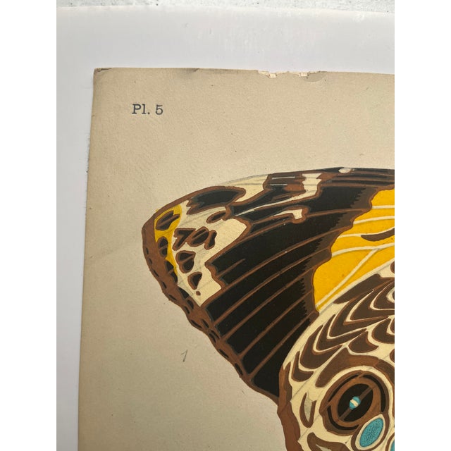 Art Deco 1920s Original E.A. Séguy Butterfly Print(s) From Papillons (No. 5) For Sale - Image 3 of 5
