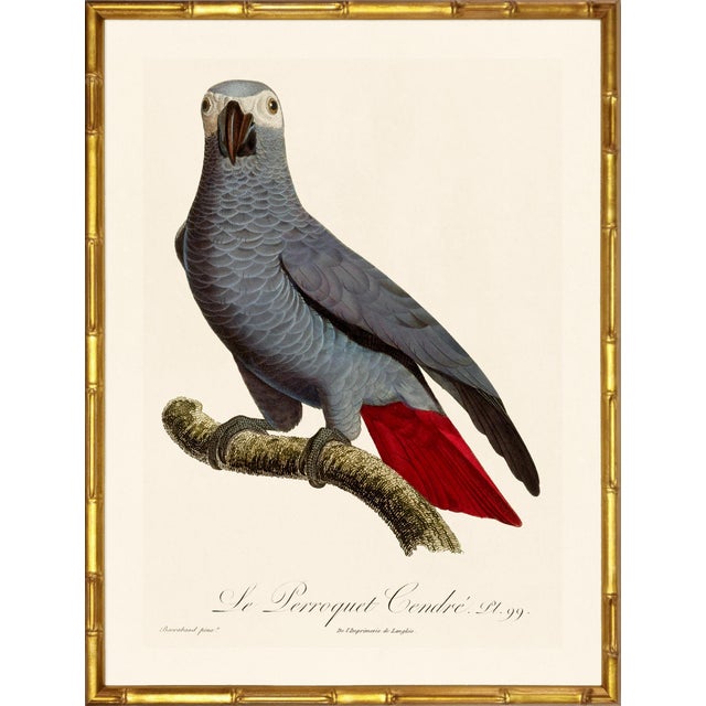 A stunning pair of african grey parrots from Histoire Naturelle des Perroquets by François Nicolas Barraband, the most...