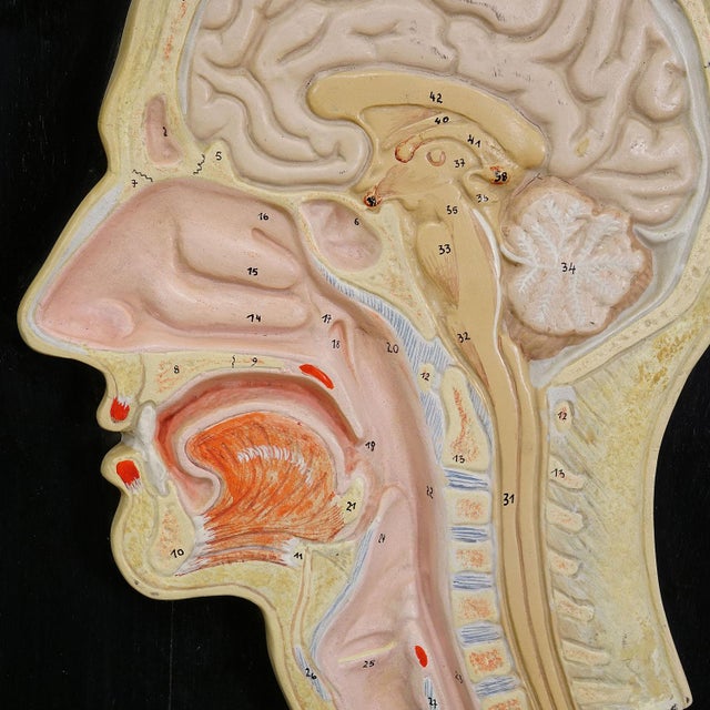 Median Incision of the Human Head Model by Phywe 1930s For Sale - Image 4 of 6