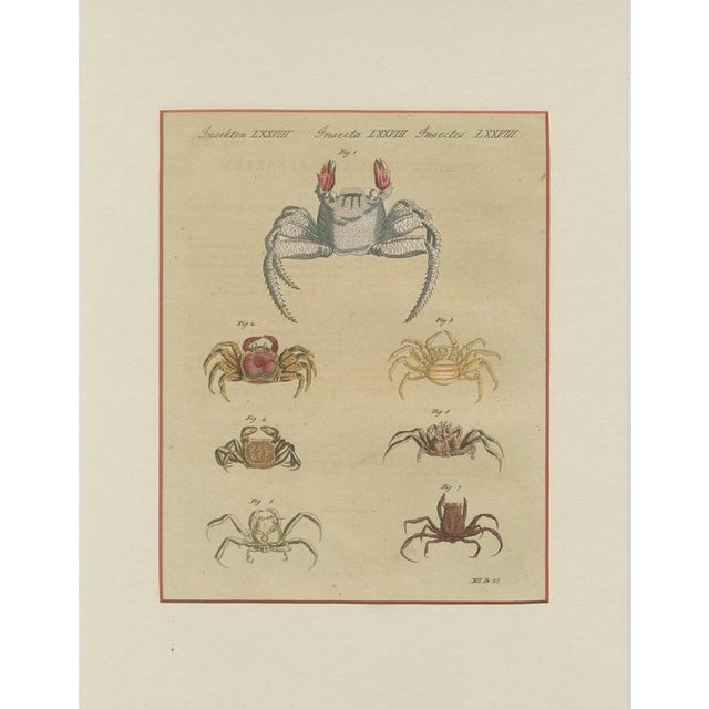 Bertuch, Exotic Crabs & Fiddler Crab, 1813, Engraving For Sale - Image 9 of 9