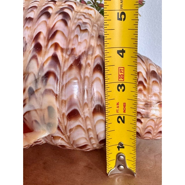 Coffee Mid 20th Century Rare 14” Giant Triton Trumpet Natural SeaShell For Sale - Image 8 of 9