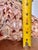 Coffee Mid 20th Century Rare 14” Giant Triton Trumpet Natural SeaShell For Sale - Image 8 of 9