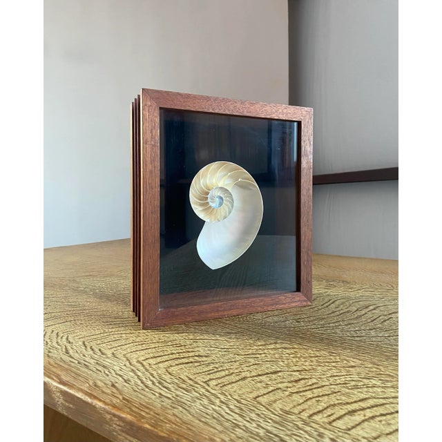 Framed Nautilus Shell For Sale - Image 6 of 15