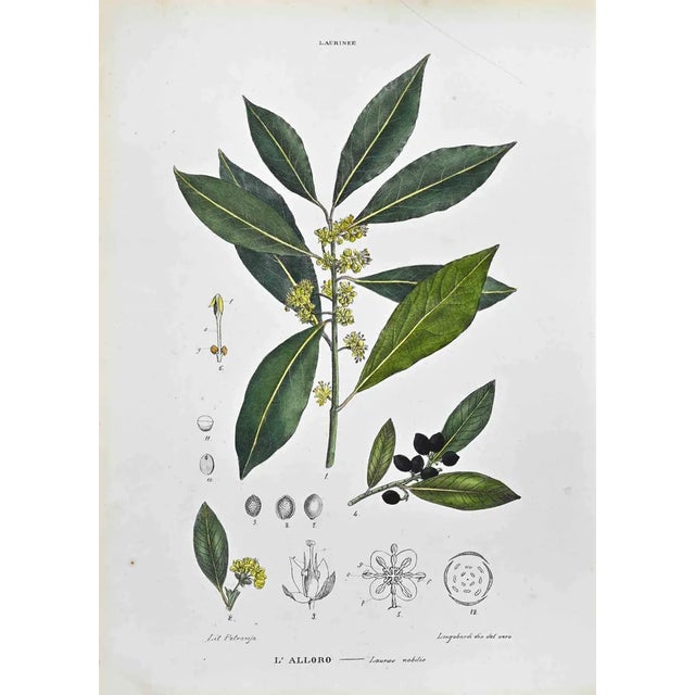 Vincenzo Tenore, The Laurinee, Lithograph, 1870s For Sale