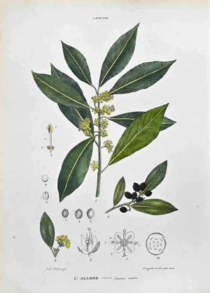 Vincenzo Tenore, The Laurinee, Lithograph, 1870s