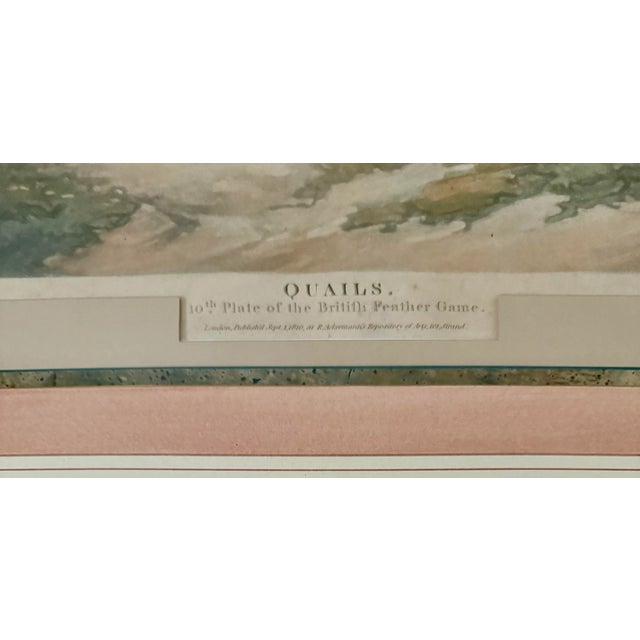 Blue Early 19th Century Original Engraving Depicting Quail by Charles Turner, Framed For Sale - Image 8 of 11
