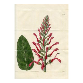 1825, Lobelia Botanical Print, Curtis's Botanical Magazine, Original Antique Botanical Print, Engraving, England For Sale