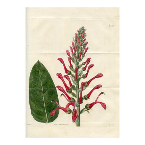 1825, Lobelia Botanical Print, Curtis's Botanical Magazine, Original Antique Botanical Print, Engraving, England