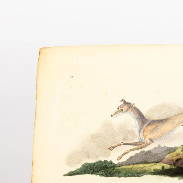 Original Handcoloured Copperplate E. Donovan & F.C. & J. Rivington Feb 1820 Engraving Good overall condition.