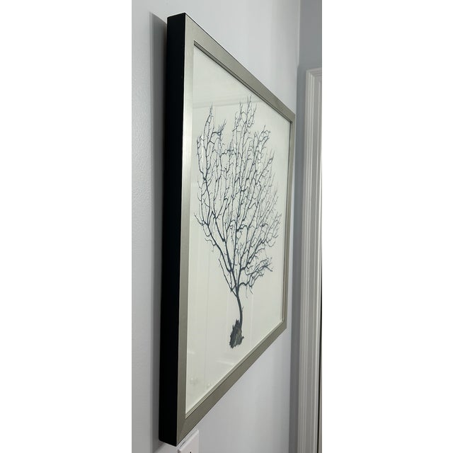 Natural Curiosities Navy Coral Print on white background, Silver frame with subtle black specle, black sides...