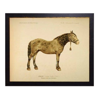 Country Print of Wainwright the Horse Bookplate - 30x24 For Sale