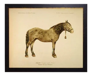 Country Print of Wainwright the Horse Bookplate - 30x24