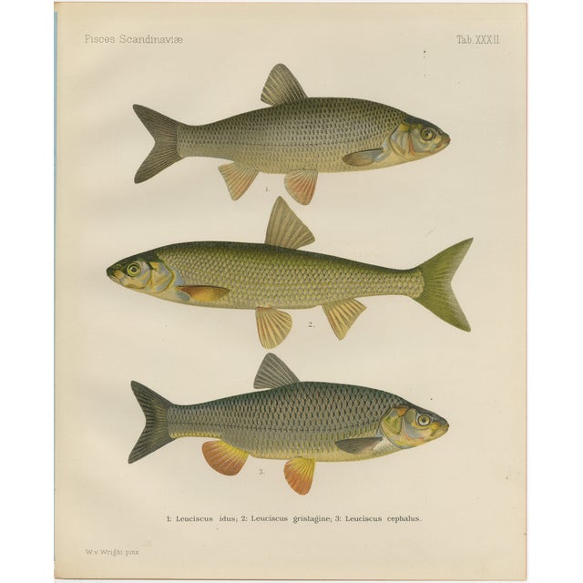 Wilhelm von Wright and C. Erdmann, Dace and Chub, 1895, Lithograph on Paper For Sale