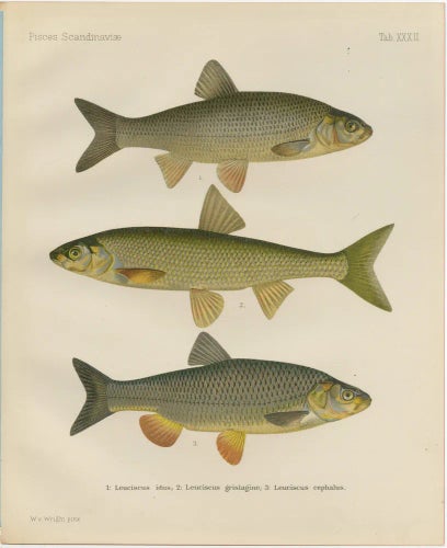 Wilhelm von Wright and C. Erdmann, Dace and Chub, 1895, Lithograph on Paper