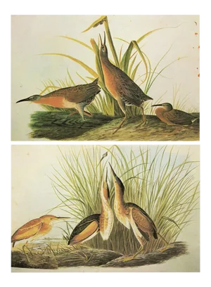 1966 Vintage Cottage Print "Virginian Rail & Least Bittern" After John James Audubon