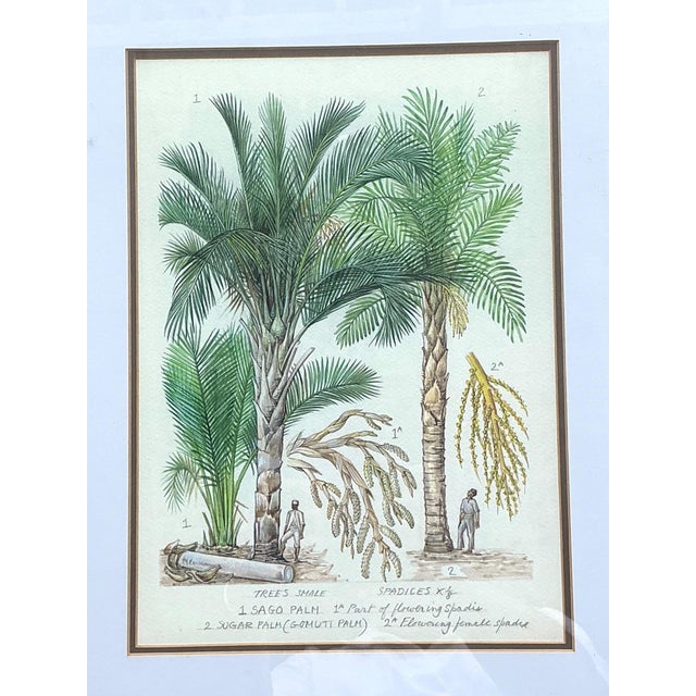 Vintage Framed Botanical Palm Illustrations - Set of 2 For Sale - Image 10 of 15