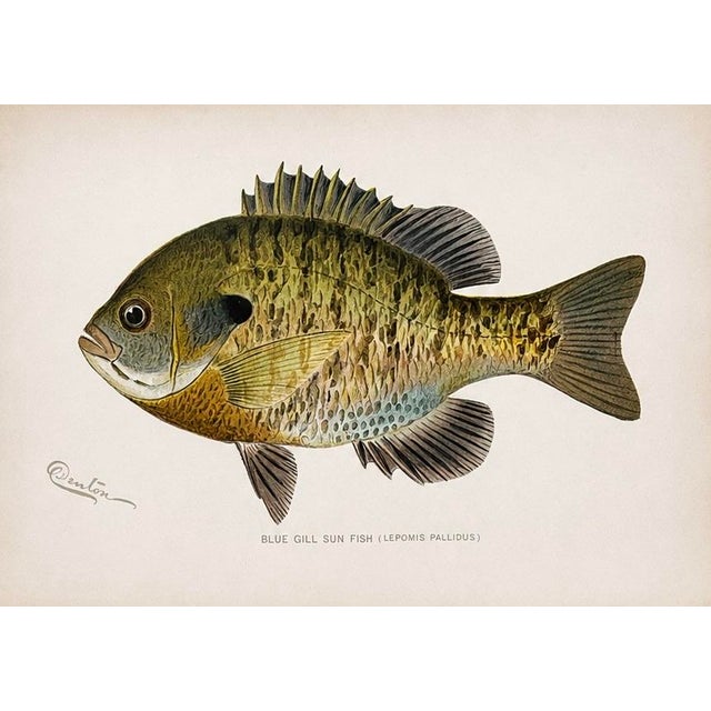 Cabin Blue Gill Sunfish & Chanel Bass by Denton, Circa 1903 (S/2) For Sale - Image 3 of 4