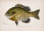 Cabin Blue Gill Sunfish & Chanel Bass by Denton, Circa 1903 (S/2) For Sale - Image 3 of 4
