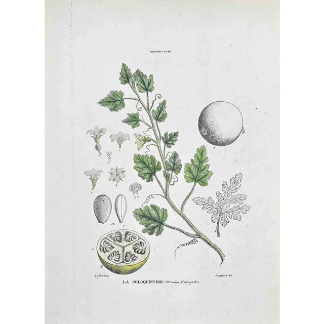 Lithograph hand watercolored. Plate from "Atlante di Botanica popolare ossia Illustrazione di Piante Notevoli di ogni...