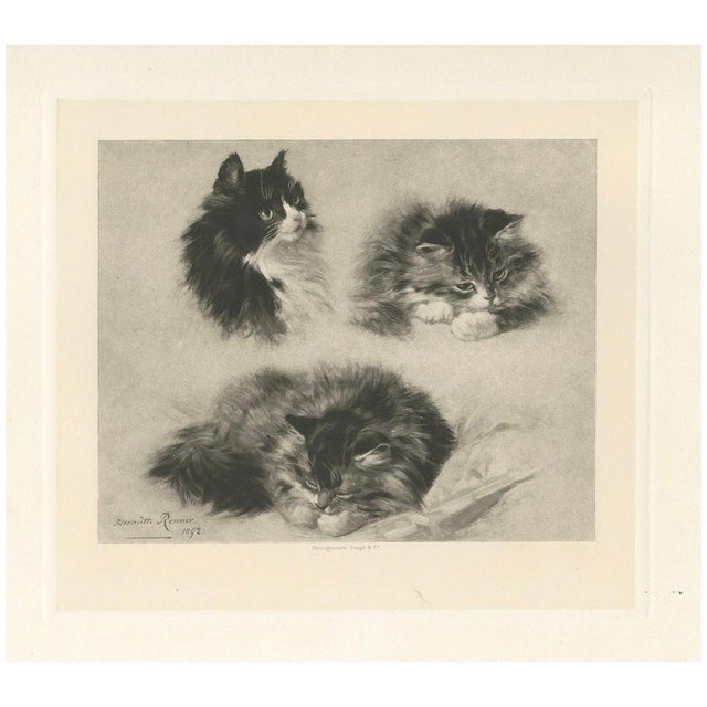 Henriette Ronner, Three Studies of a Kitten: Cats and Kittens, 1894, Print For Sale - Image 8 of 8