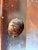 Antique 1920s Federal Hepplewhite Walnut Dining Table 16" Leaf Self-Storing For Sale - Image 16 of 18
