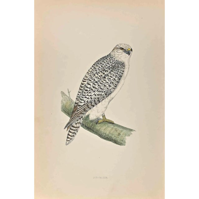 Jer-Falcon is a modern artwork realized in 1870 by the British artist Alexander Francis Lydon (1836-1917) . Woodcut print,...