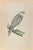 Jer-Falcon is a modern artwork realized in 1870 by the British artist Alexander Francis Lydon (1836-1917) . Woodcut print,...
