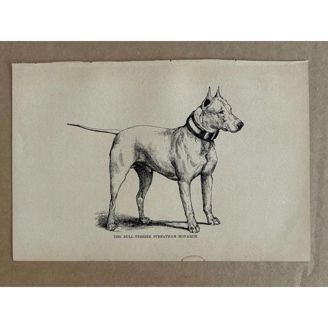 Up for sale is this charming antique dog print from a veterinary guide published in the 1890s and illustrating breed...