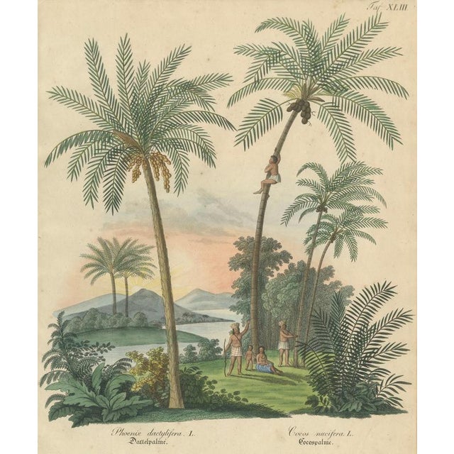 Antique Date Palm & Coconut Botanical Scene, Phoenix & Cocos, c.1831 : This richly illustrated botanical scene depicts the...