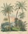 Antique Date Palm & Coconut Botanical Scene, Phoenix & Cocos, c.1831 : This richly illustrated botanical scene depicts the...