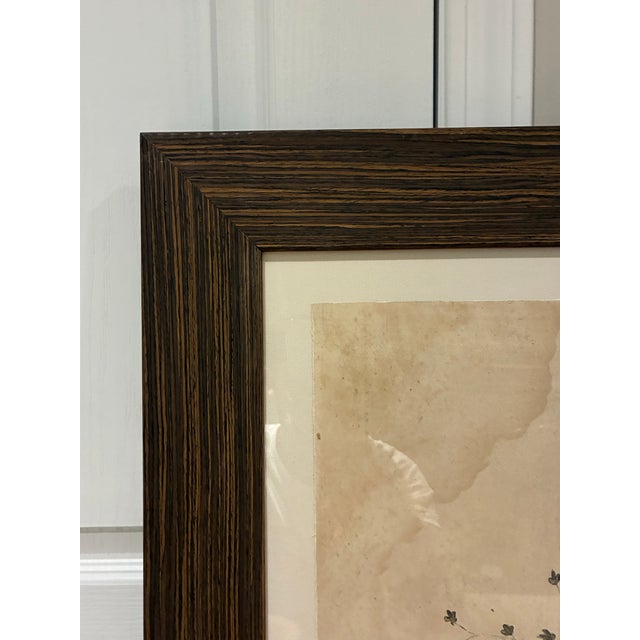 Natural Curiosities “Balefsan” Bruce’s Travels Botanical Tree Print, Framed For Sale In Charlotte - Image 6 of 9
