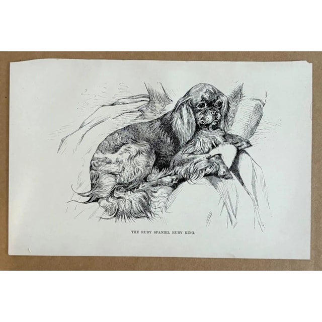 Up for sale is this charming antique dog print from a veterinary guide published in the 1890s and illustrating breed...