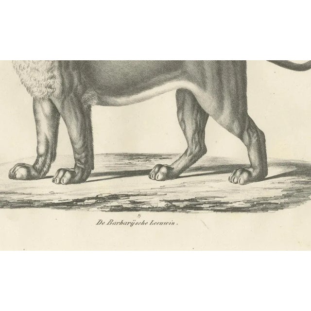19th-century lithograph of the barbary lioness in a powerful standing pose this striking 19th-century lithograph features...
