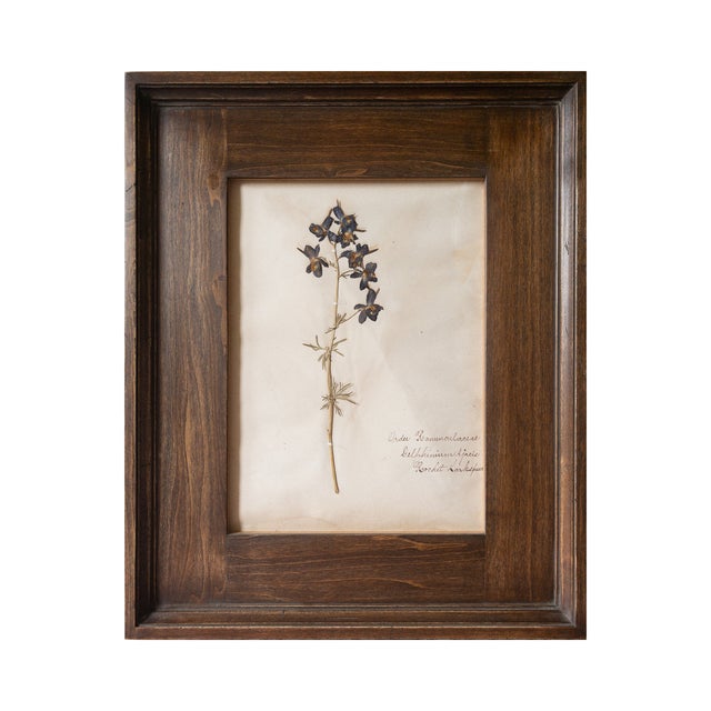 Antique Swedish Herbarium - Delphinium, Circa Late 19th Century For Sale - Image 9 of 9